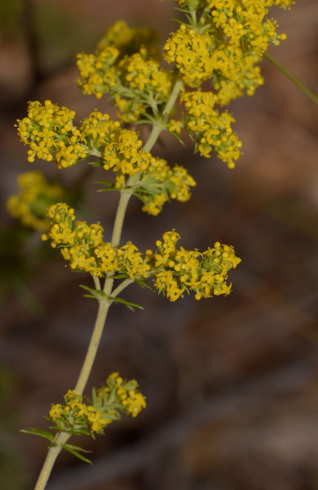 Galium verum